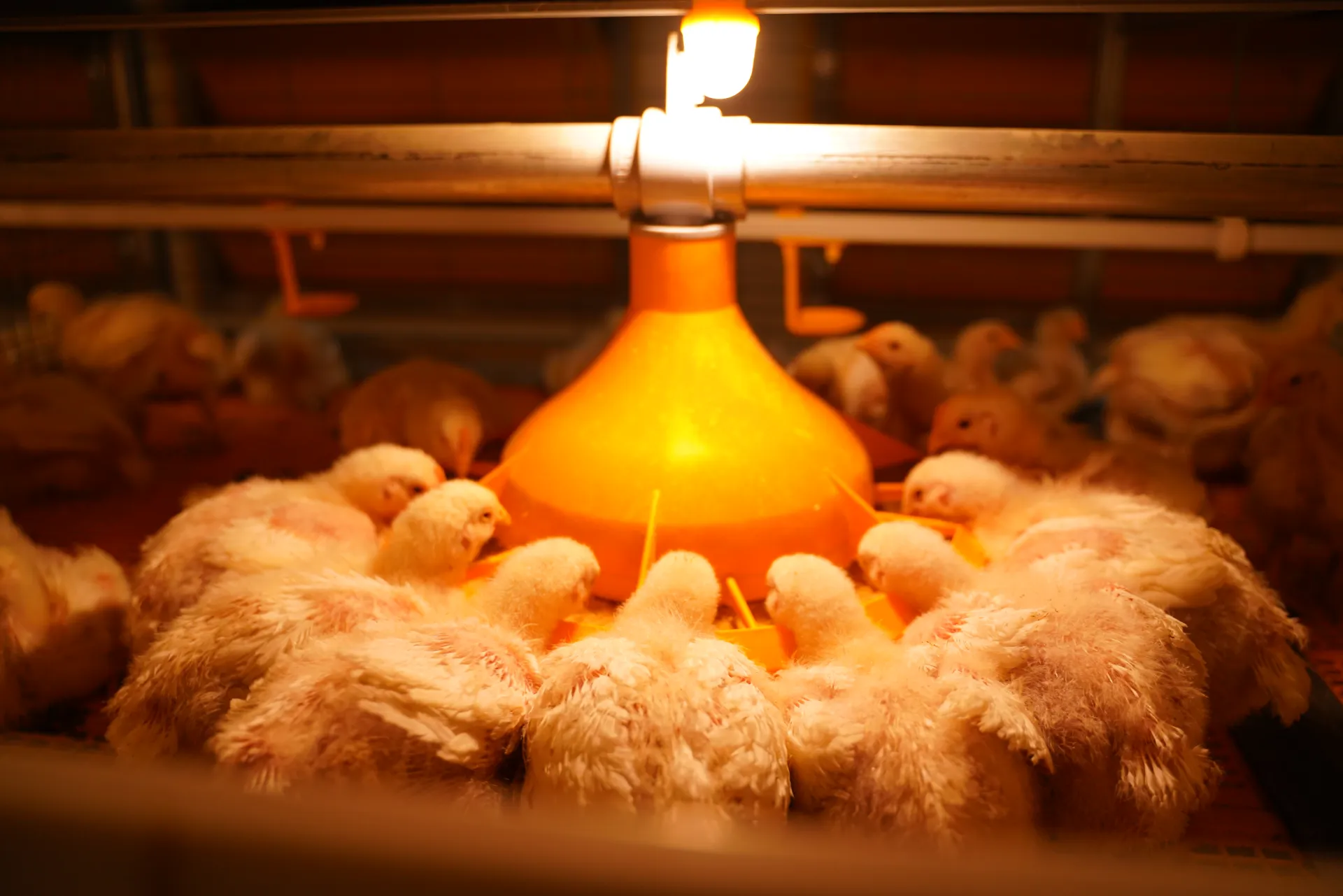Broiler Cage System
