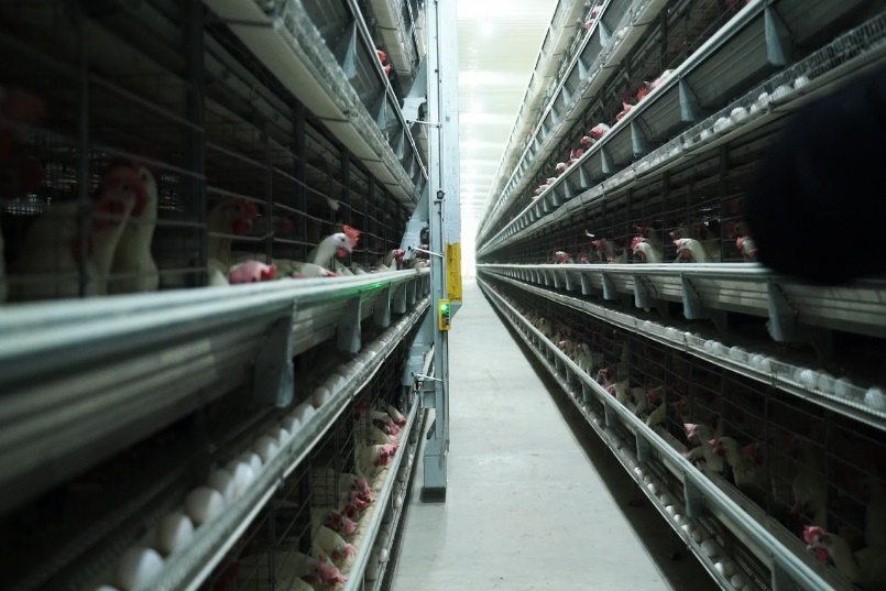 Poultry farm setup