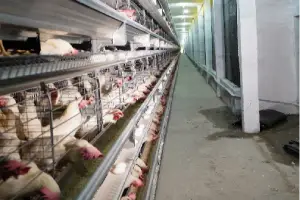 Poultry farming infrastructure