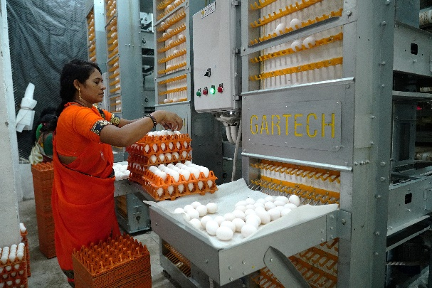 Modern poultry farm