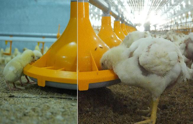 Successful Layer Poultry Farm