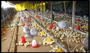 Managing Ammonia During Winter