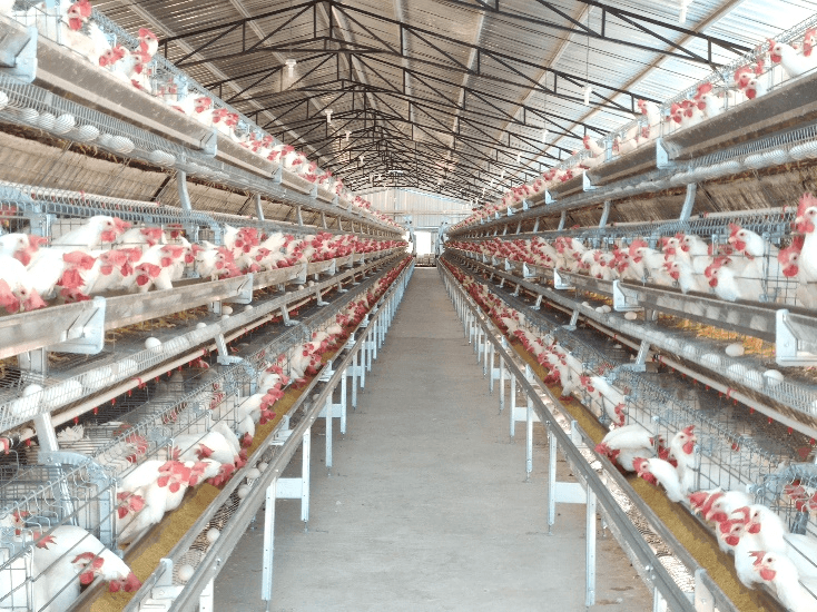 How to Choose the Right Cage System