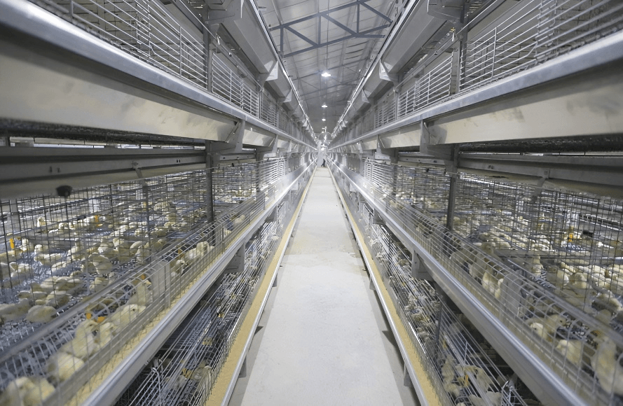 Layer poultry cage