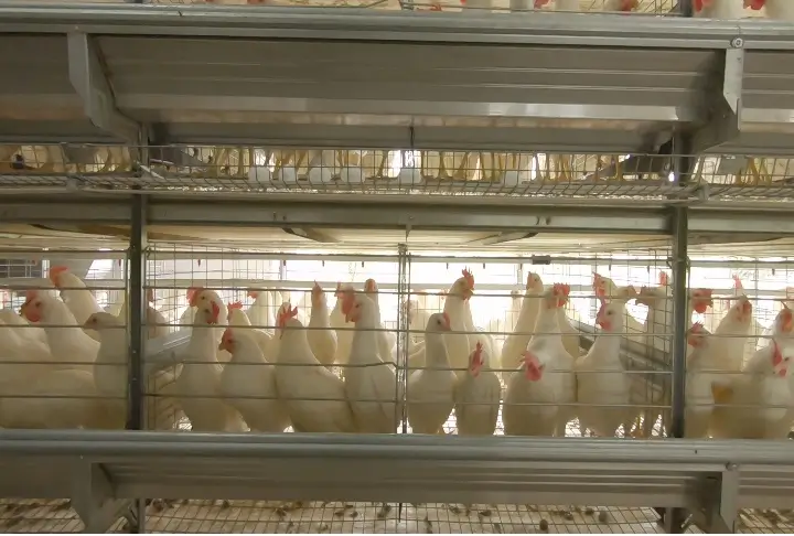 Automated Egg Collection Revolution