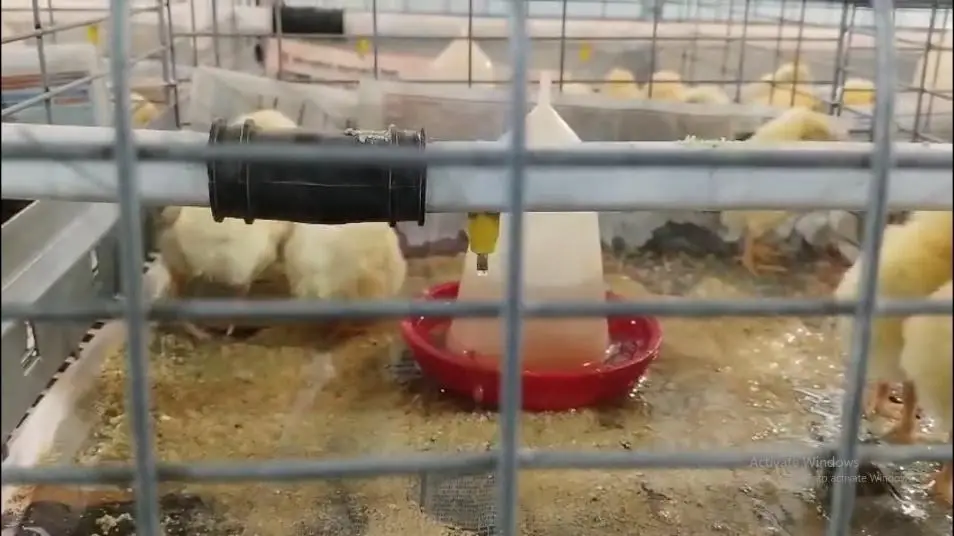 Nipple Drinking Systems in Poultry Farming