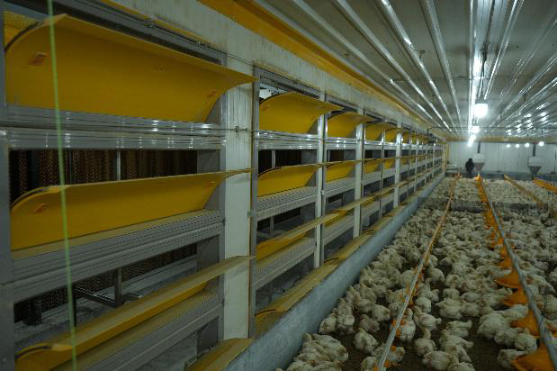 Poultry farm setup