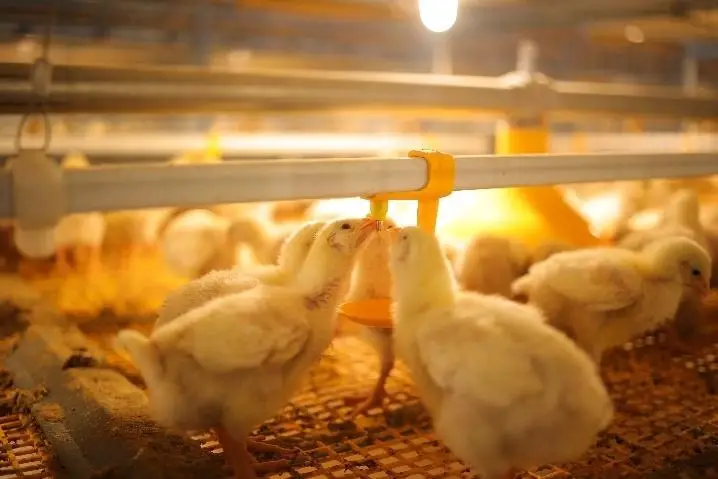 Water Quality in Poultry Farming: Why It Matters More Than You Think