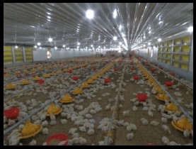 Winter ventilation poultry