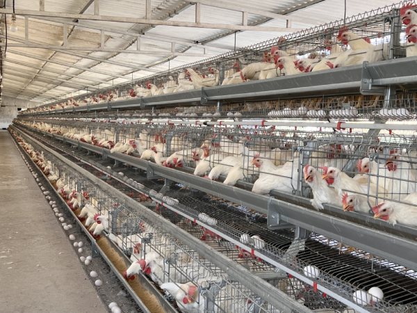 California Type Layer Breeder - Layer Cage