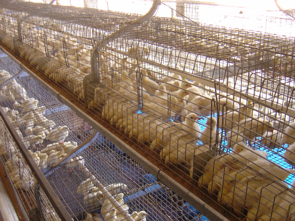 California Type – Broiler Breeder Brooder cum Grower cage