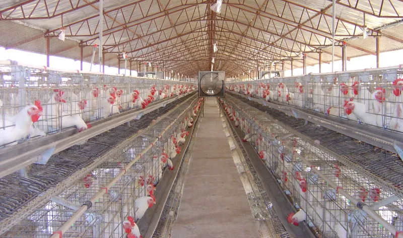 California Type Broiler Breeder - Layer Cage