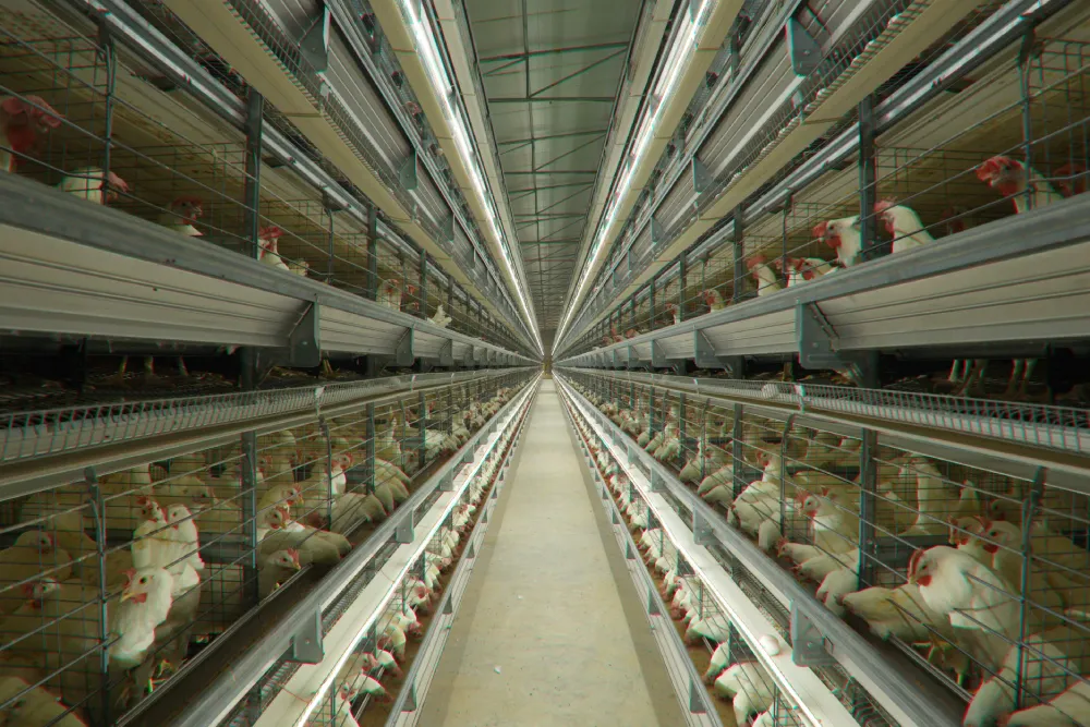 assets/images/products/Breeder/ge-ultima-breeder-pullet-cages/batterypullet-banner.webp