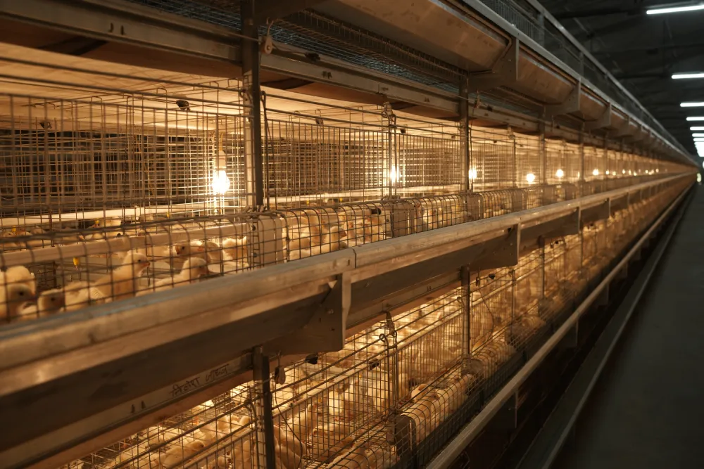 GE Ultima H-Type Broiler Breeder Layer Cage System