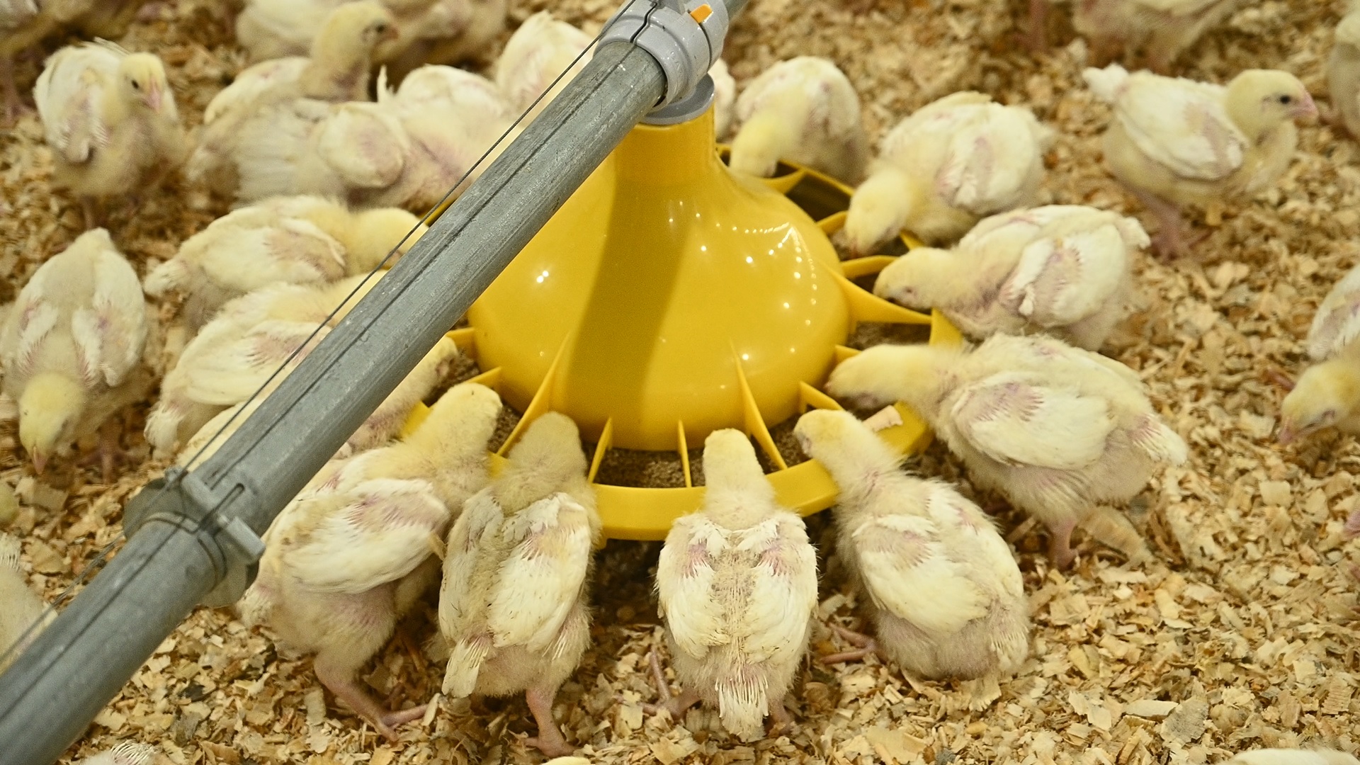 Pan feeding systems