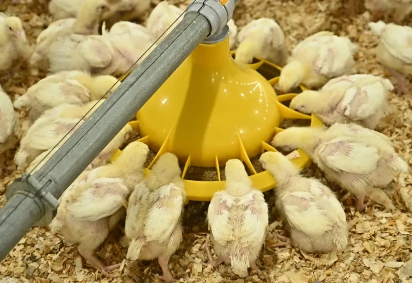 GE MaxxPro Broiler Deep Litter Feeding System