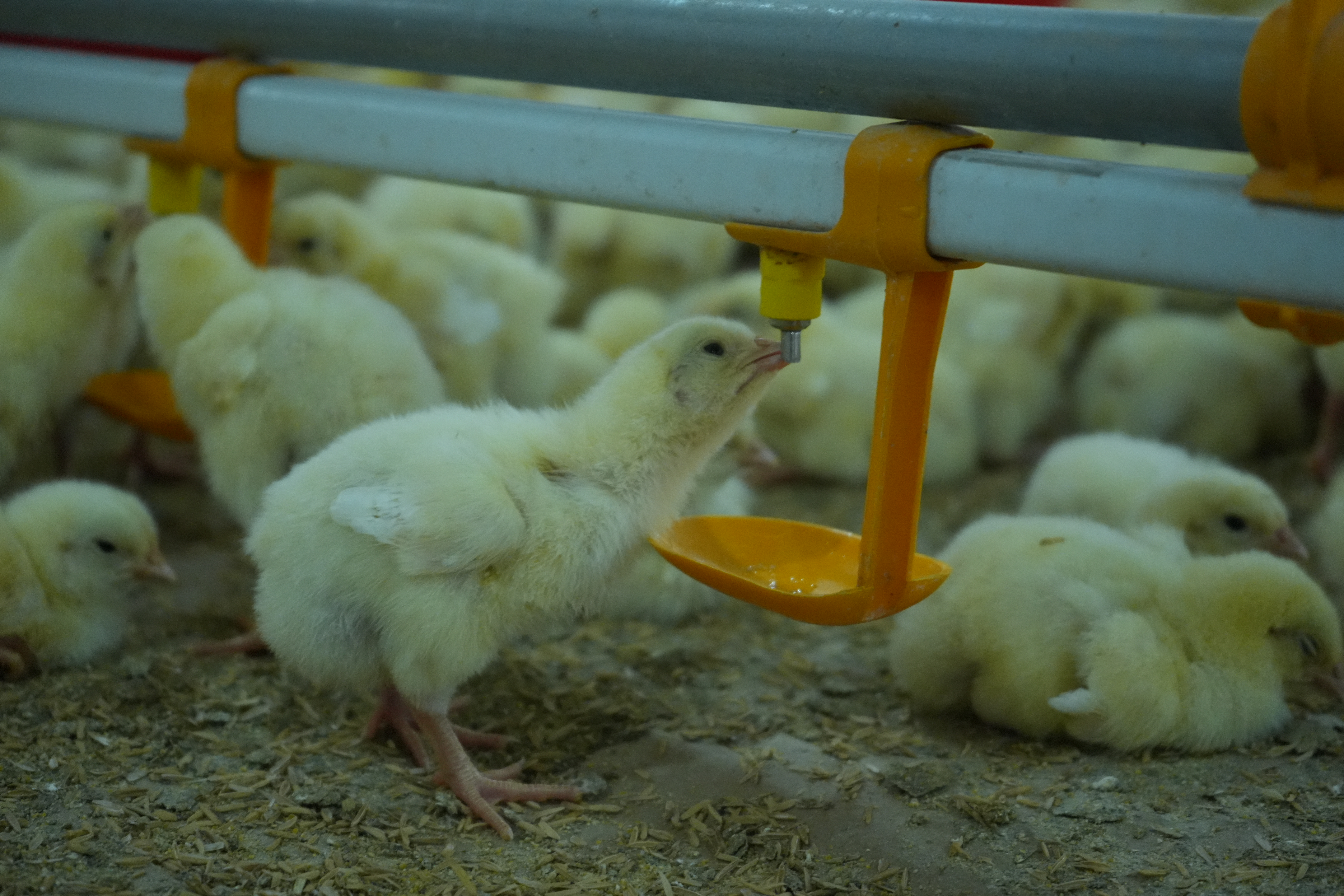 Broiler Deep Litter (Floor) System