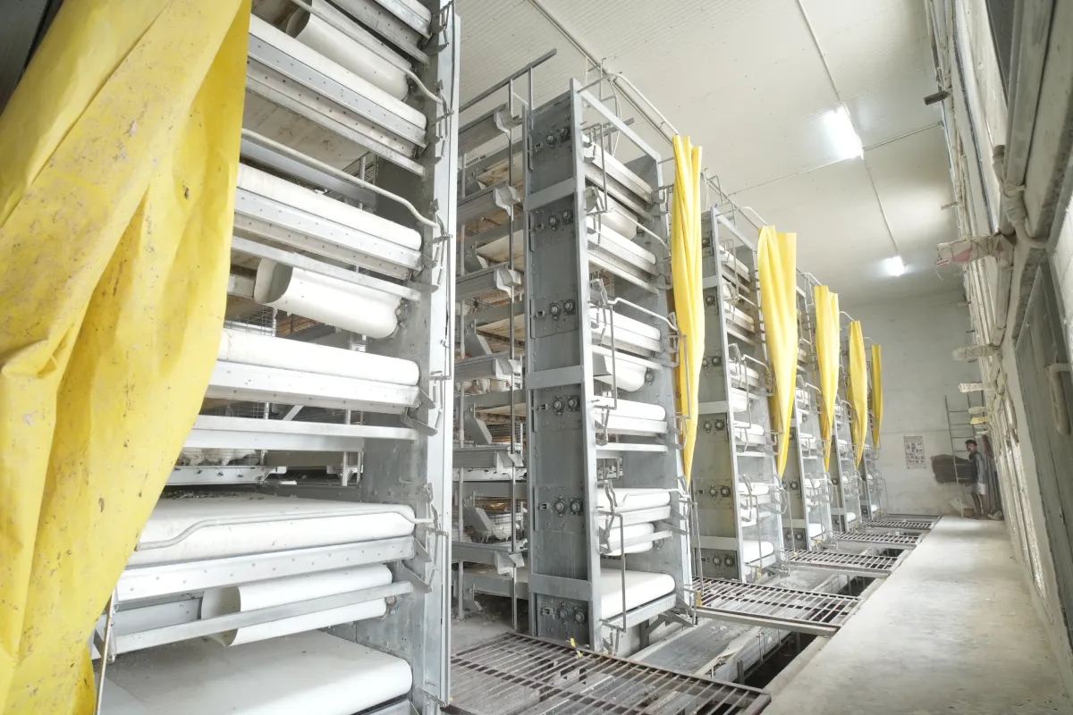 GE Ultima H-Type Broiler Breeder Layer Cage System