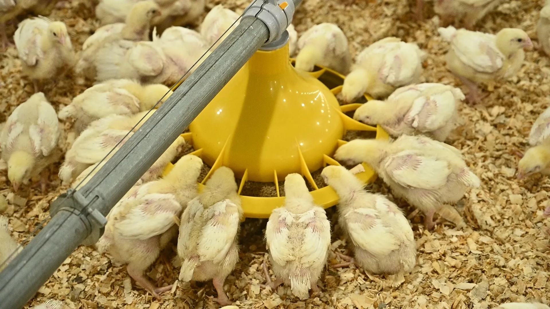 GE Maxxpro — Pan Feeding System