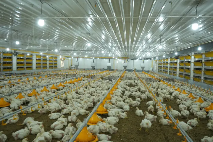 Automated Feeding Systems
