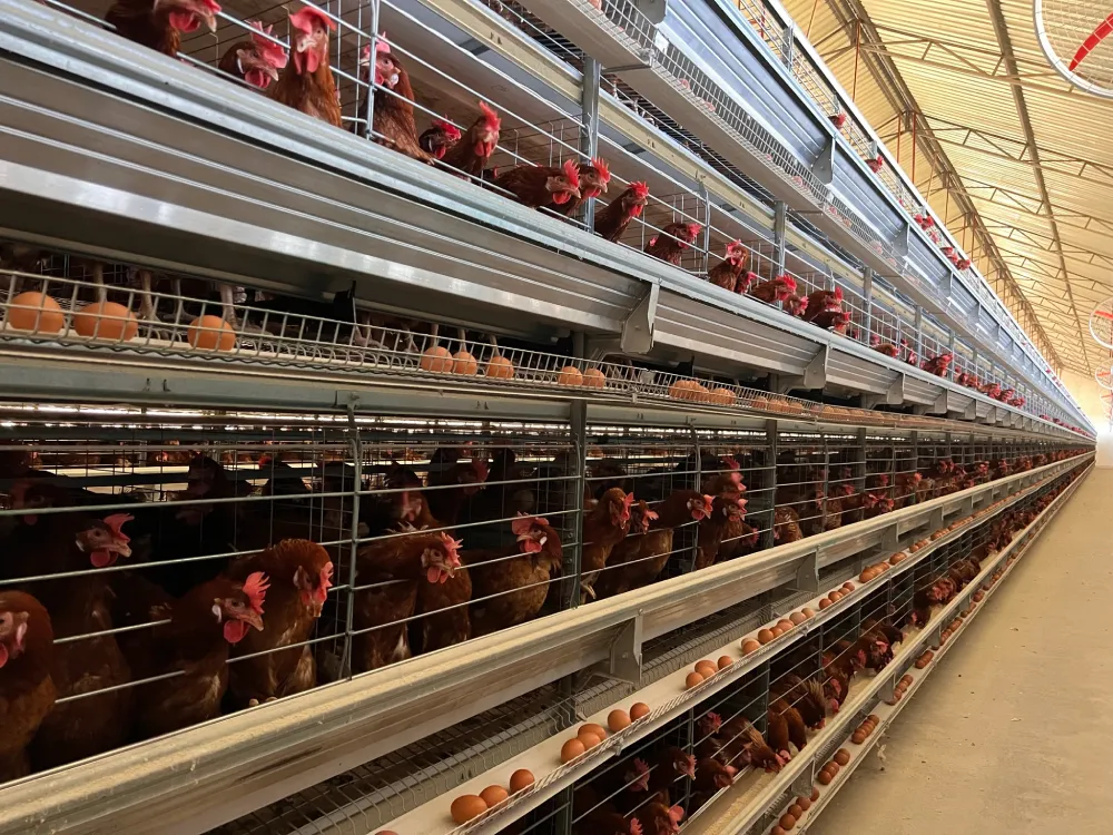 a Type Layer Cage System