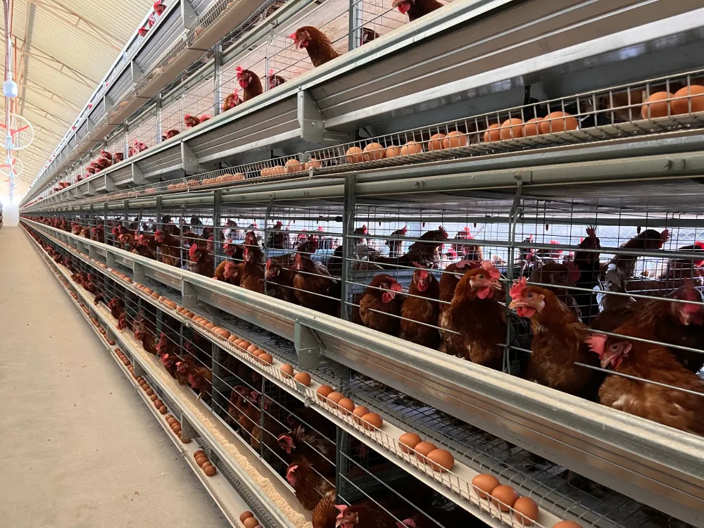 a Type Layer Cage System