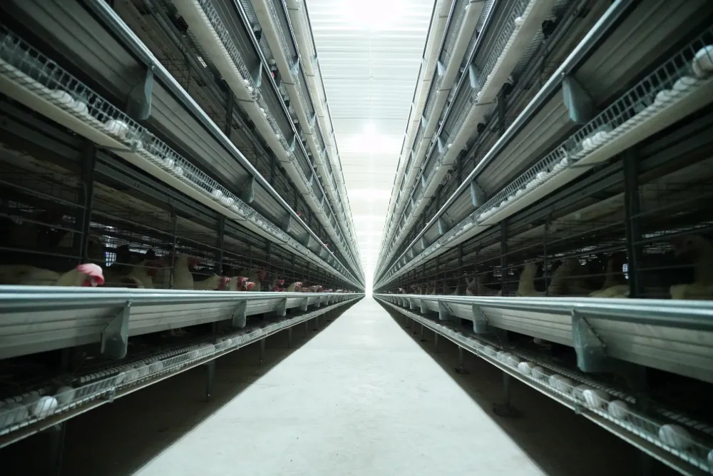 A-Type Layer Cage System