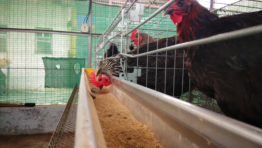 Backyard Farming Cage