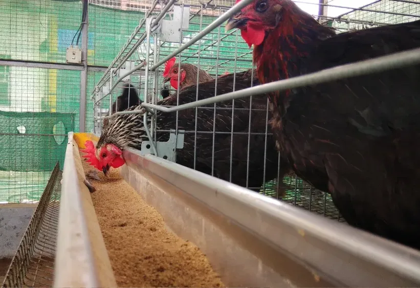 Automated Egg Collection