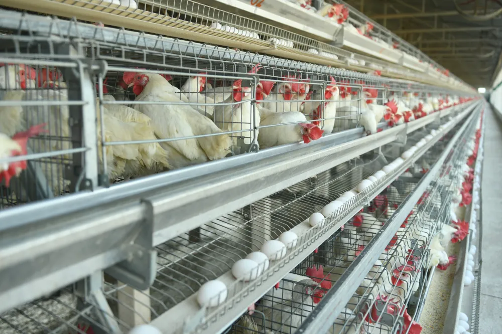 A-Type Layer Cage System