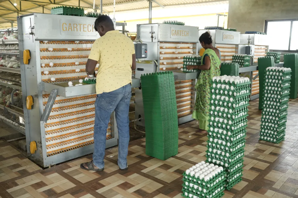 A-Type Layer Cage System