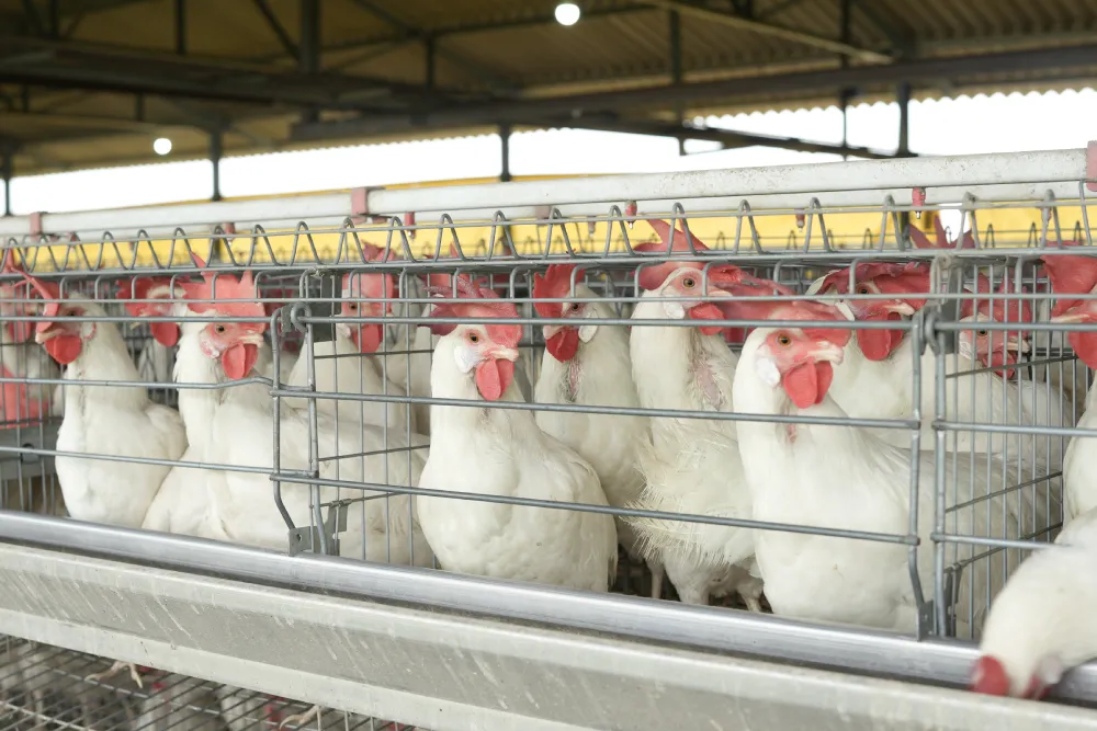 A-Type Commercial Layer Cage System