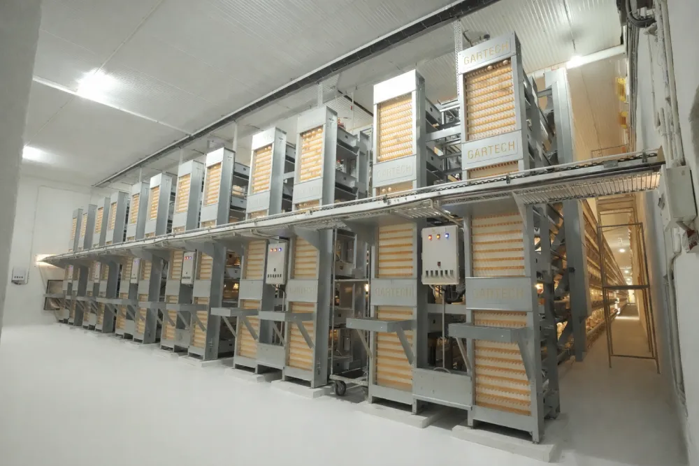 Automated Egg Collection System
