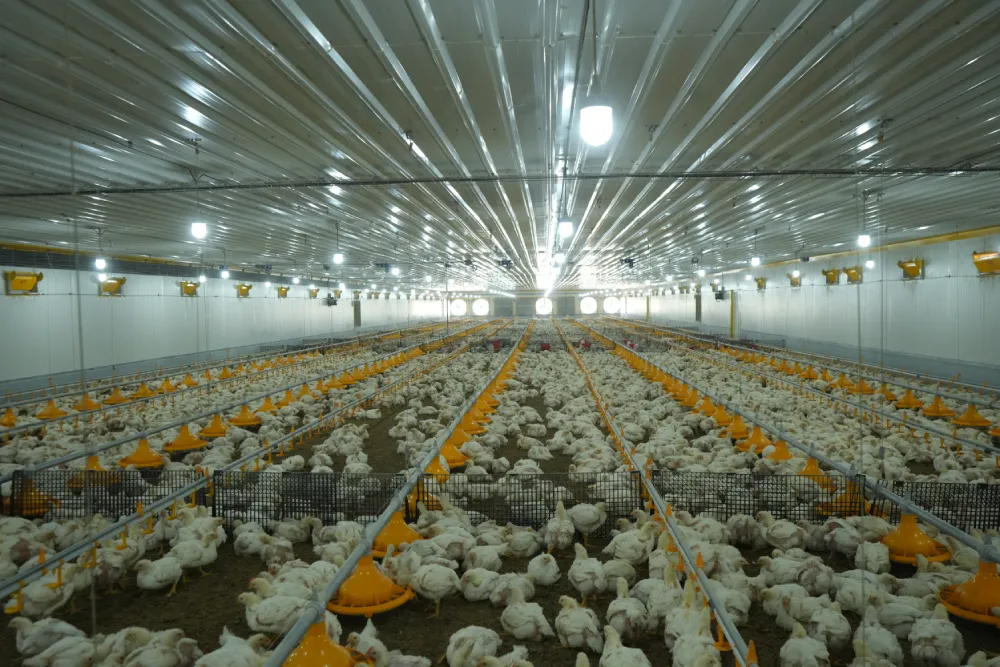 Advanced Poultry Farm Infrastructure