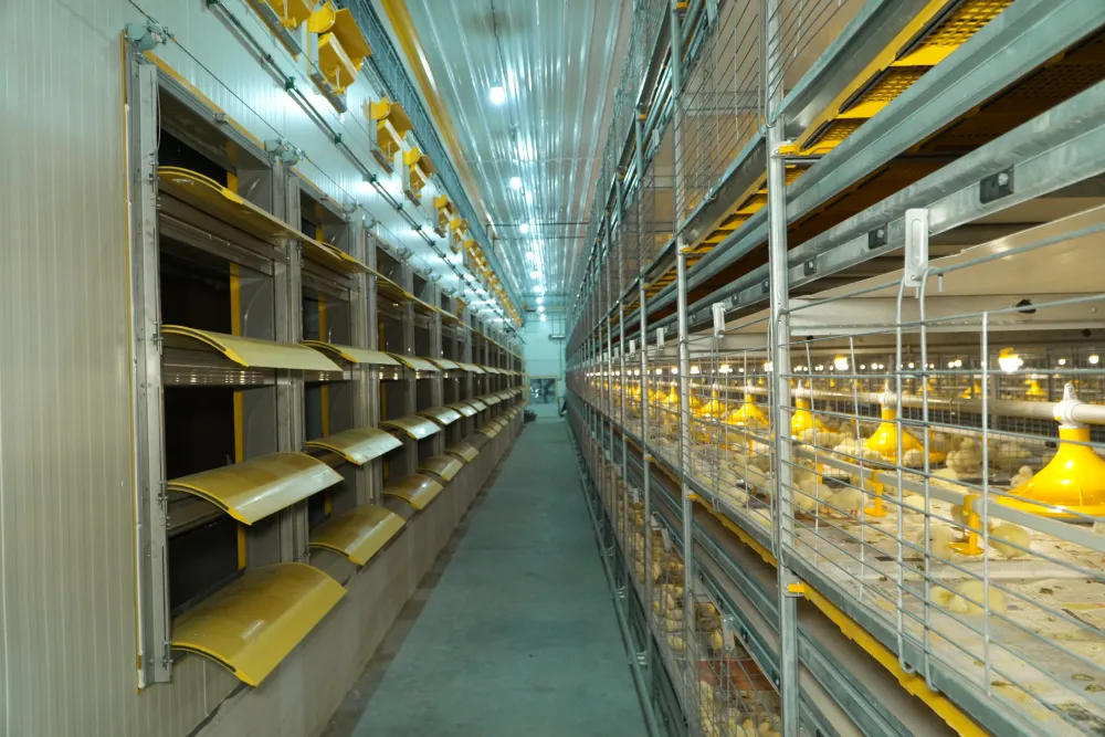 Advanced Poultry Farm Infrastructure