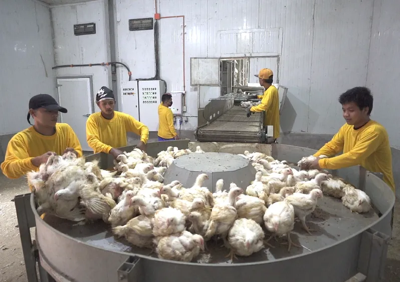 Smart Broiler Automation Built for Fast, Controlled Growth