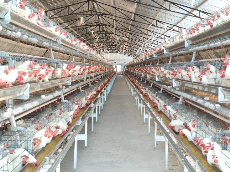 poultry farm