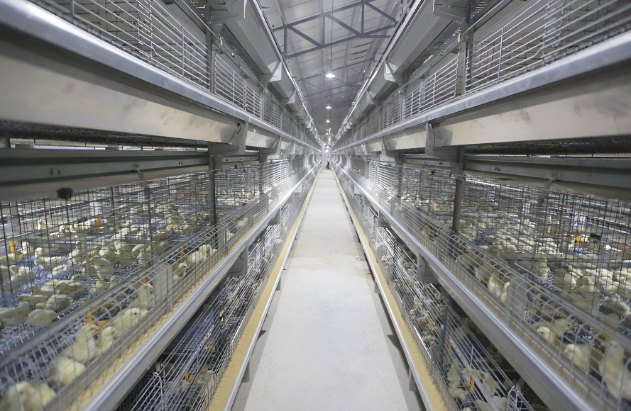 poultry farm