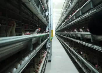 Successful Layer Poultry Farm