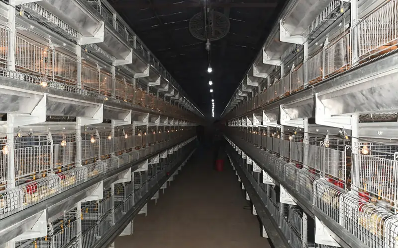 Pullet Battery Cage